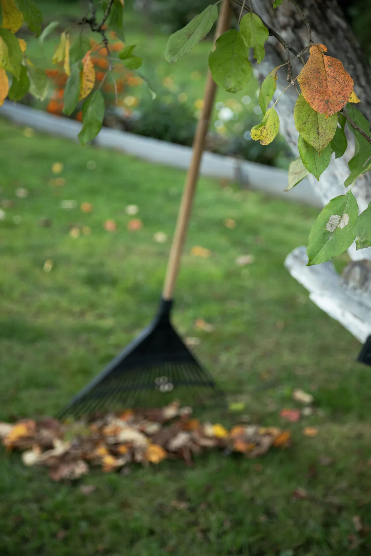Laubrechen auf einer Wiese mit Herbstlaub